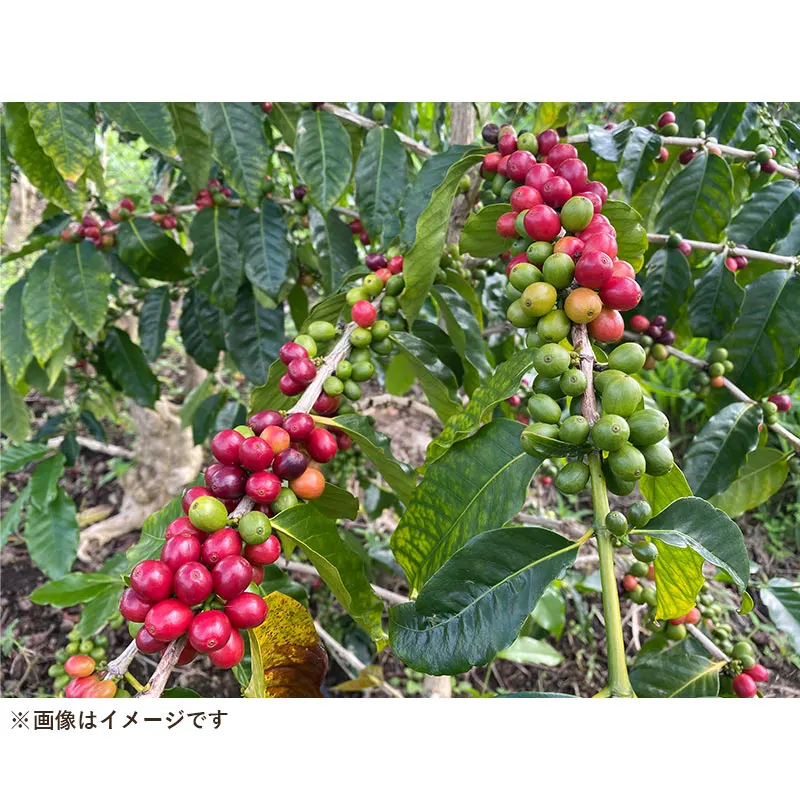 ＜7/11発売＞UCC ハワイコナコーヒー100％ アイランドセレクト4oz（113g）豆/粉