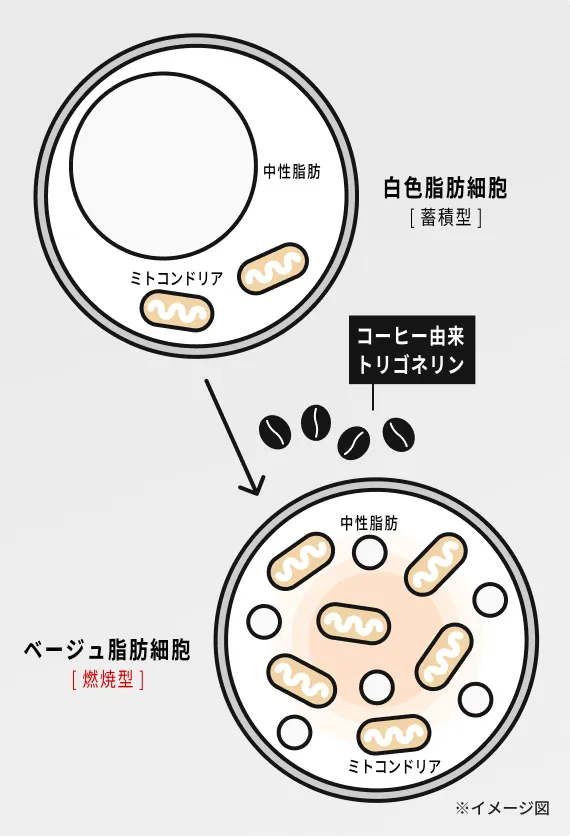 コーヒー由来トリゴネリンの作用メカニズム